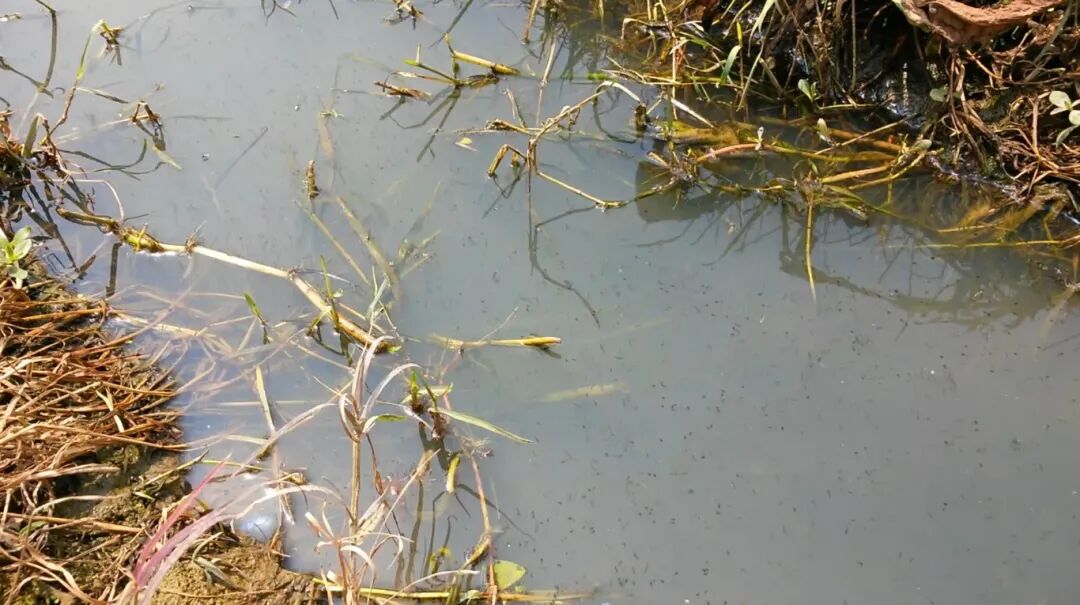 g 菜地水沟密集库蚊2.jpg