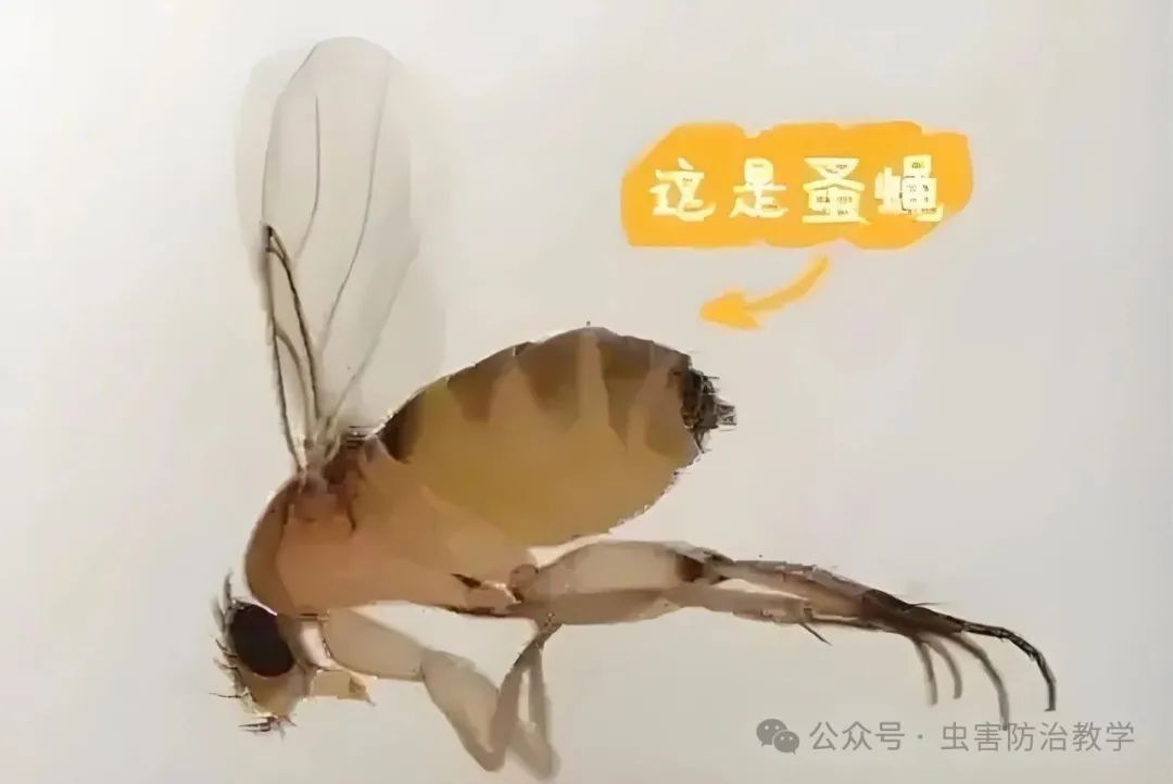 蚤蝇微小害虫的巨大危害 - 河北省卫生有害生物防制协会官方