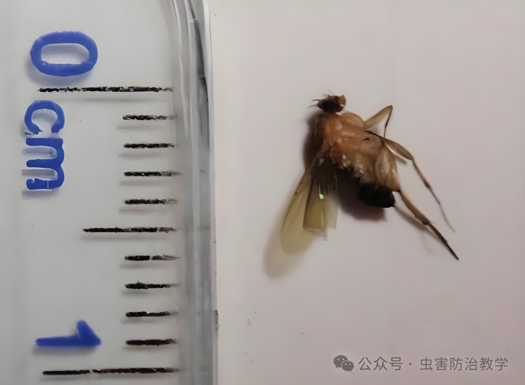 蚤蝇微小害虫的巨大危害 - 河北省卫生有害生物防制协会官方